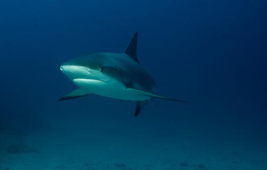 SXM shark hotel 20 aout 2010_14.jpg